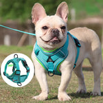 Dog Collar and Leash - Vignette | DoggyElite