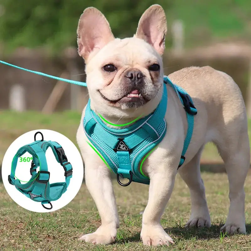 French Bulldog wearing a teal harness and leash.