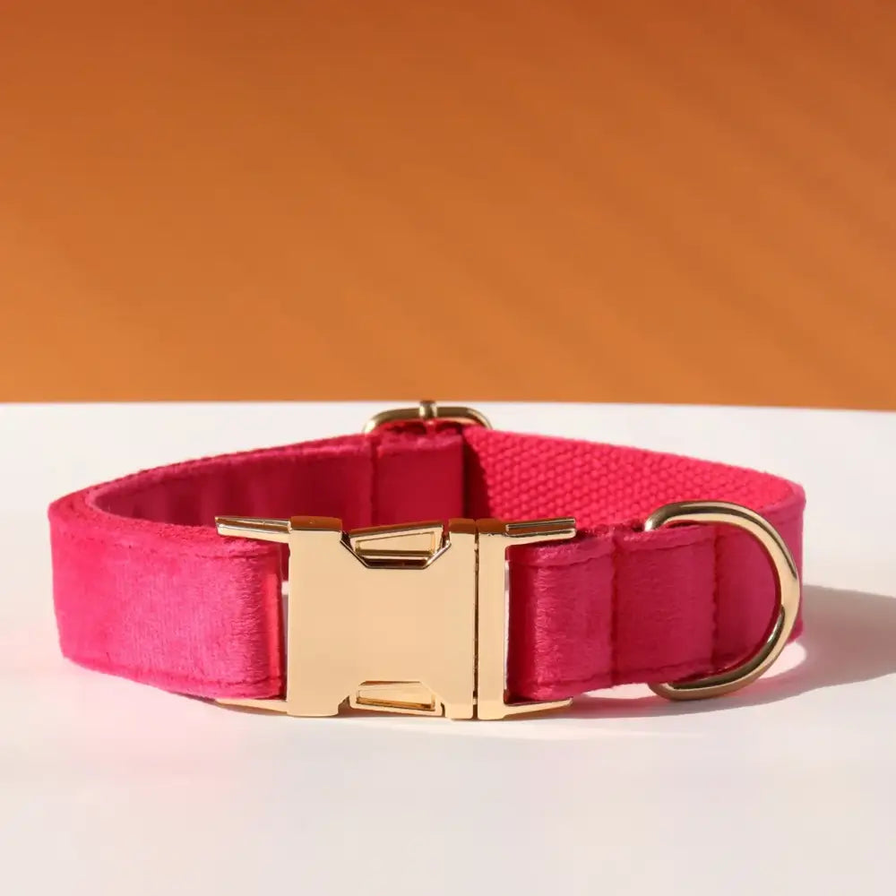 Bright pink dog collar with a gold-colored buckle.