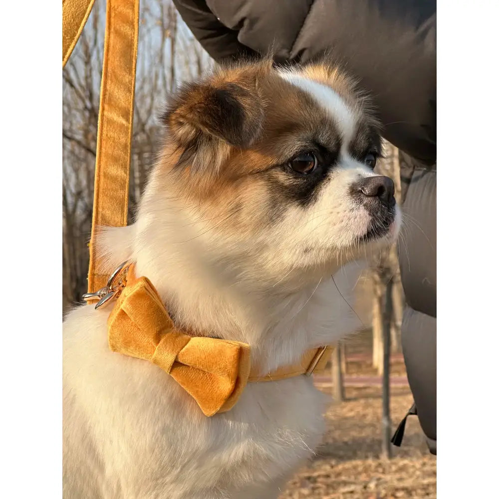 Fluffy white and brown dog wearing a yellow bow tie collar.