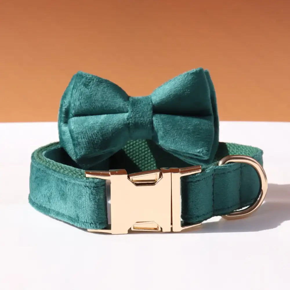 Teal velvet dog collar with matching bow tie and gold buckle.