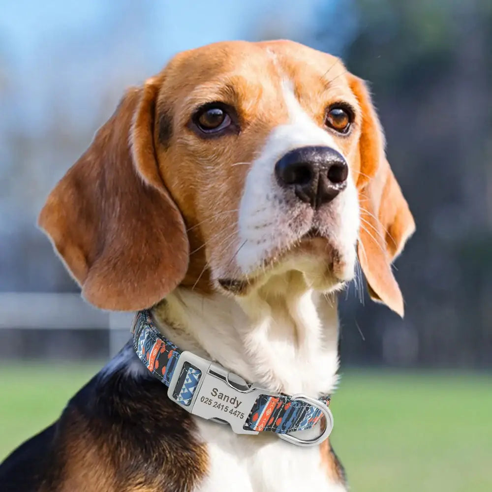 Beagle dog wearing a colorful collar.