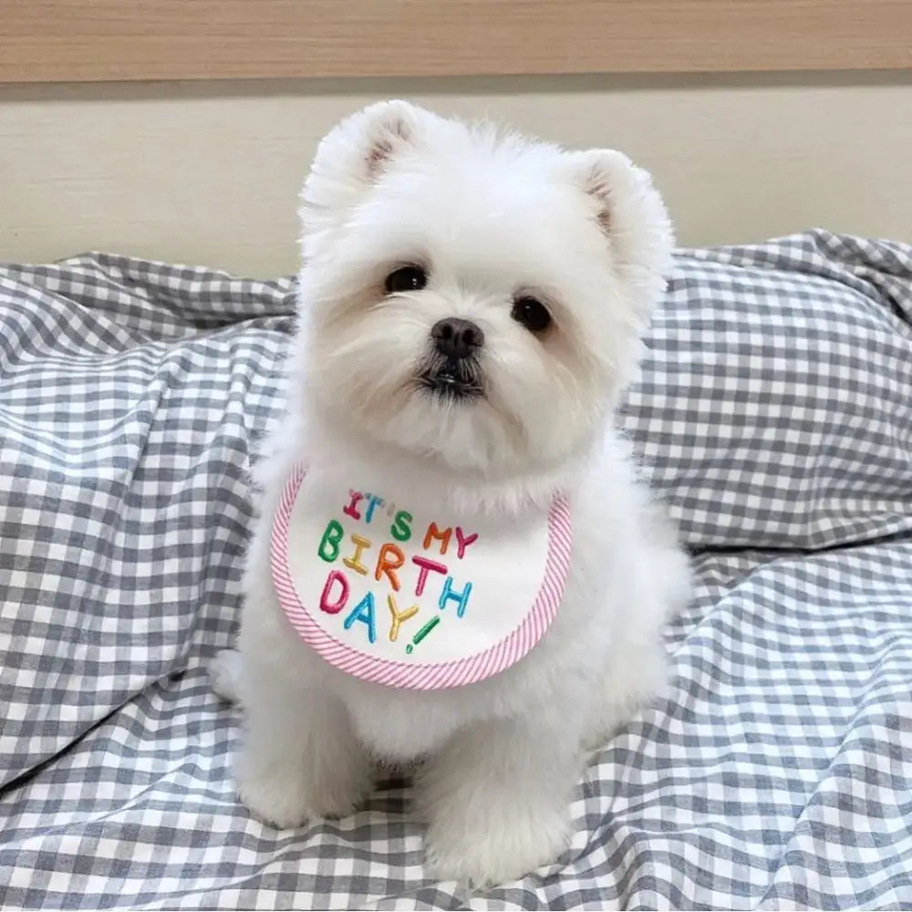 Fluffy white dog wearing a colorful ’It’s My Birthday’ bib.