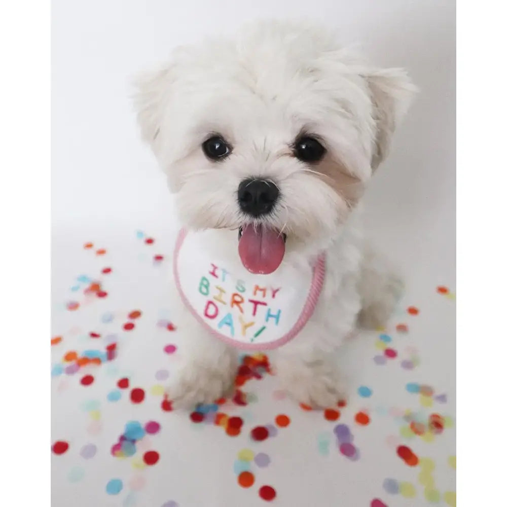 Fluffy white puppy wearing a ’Happy Birthday’ bib surrounded by colorful confetti.