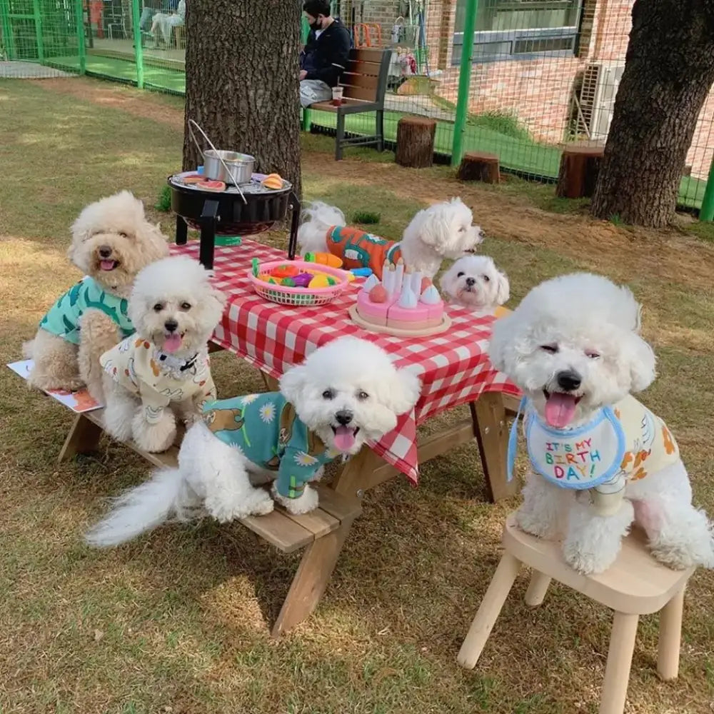 Group of fluffy white dogs having a picnic.