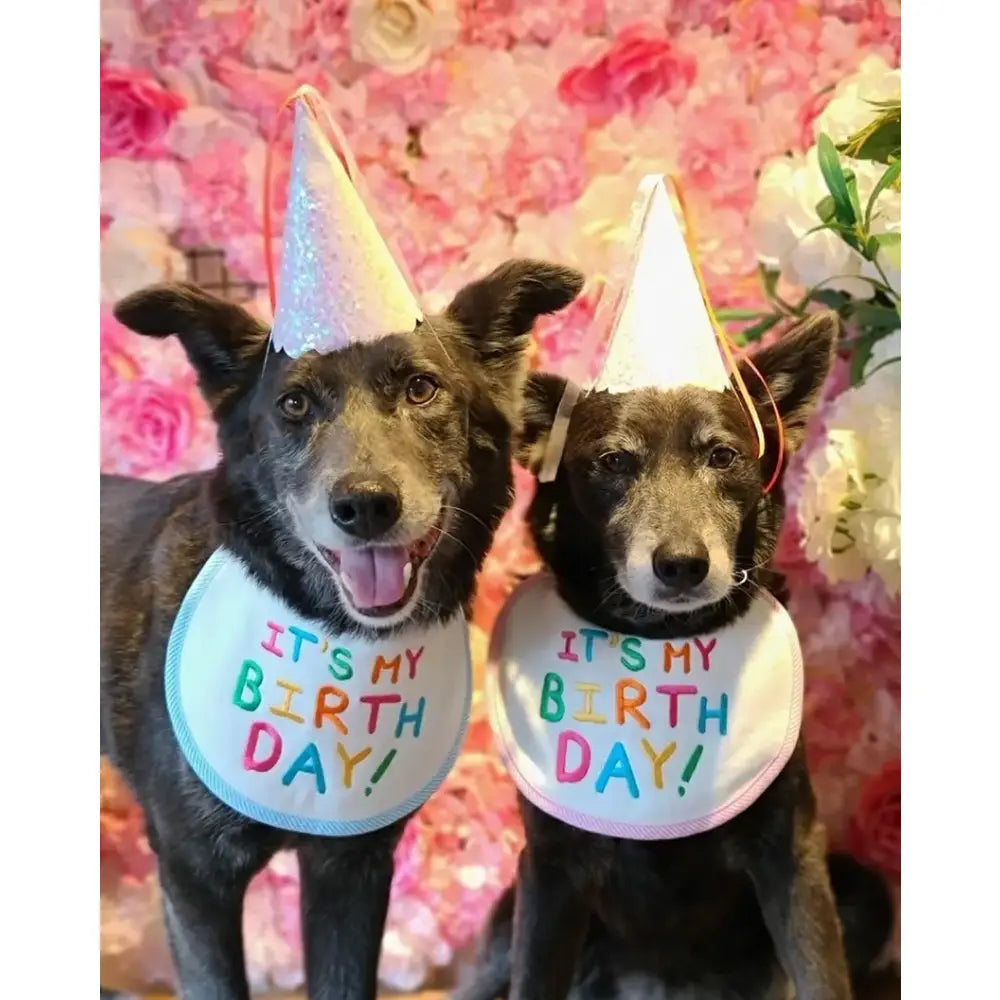 Two dogs wearing birthday hats and bibs celebrating their birthdays.