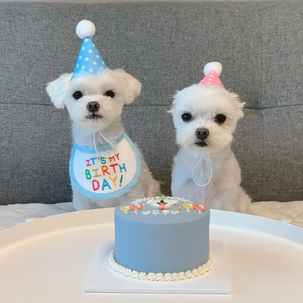 Two white dogs wearing party hats with a birthday cake in front of them.