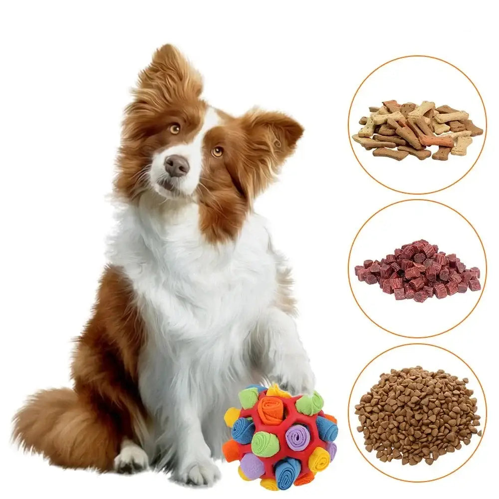 Border Collie dog sitting upright with a colorful toy and various dog food options shown beside it.