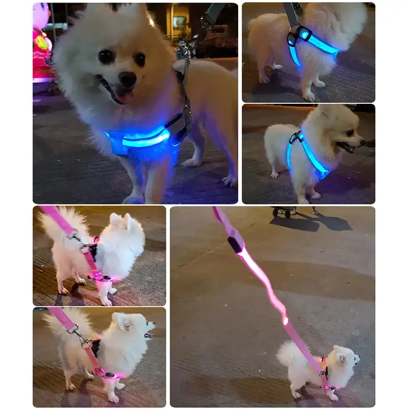 Fluffy white dog wearing a glowing blue LED collar and leash.