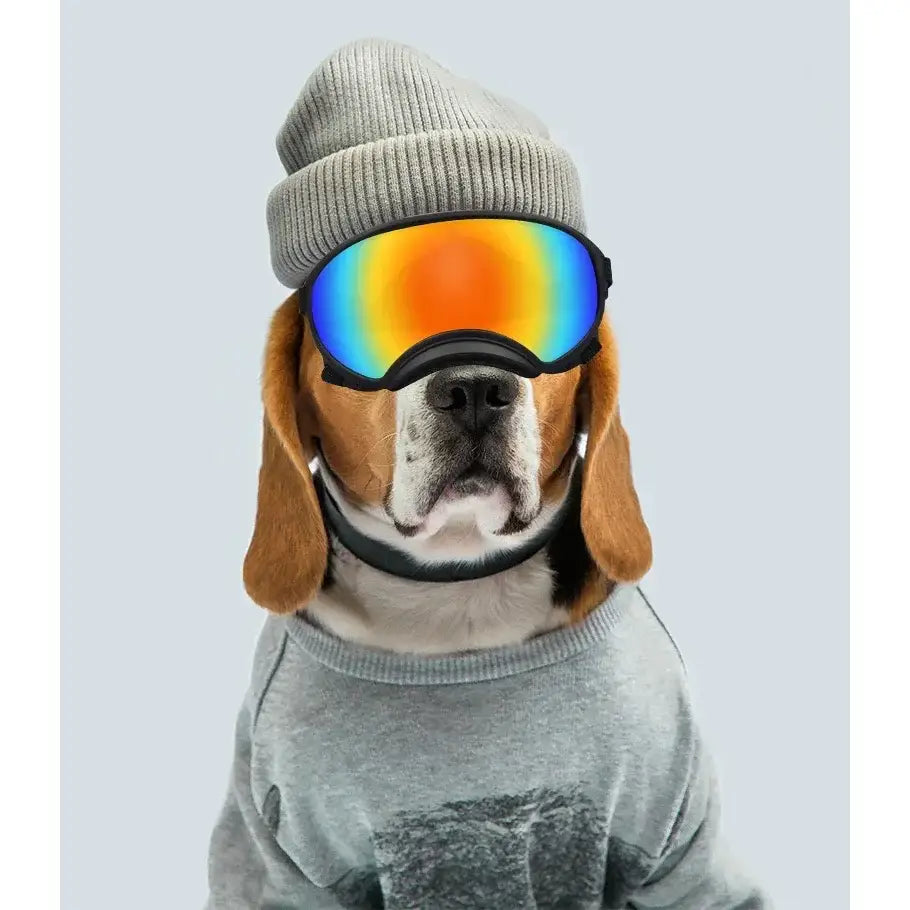 Dog wearing a beanie hat, rainbow ski goggles, and a gray sweatshirt.