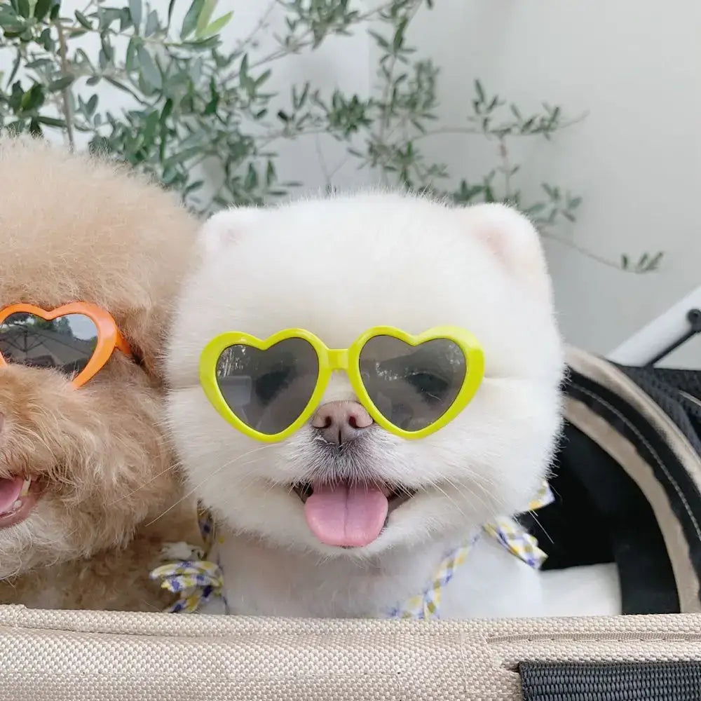 Fluffy white dog wearing yellow heart-shaped sunglasses with its tongue out.