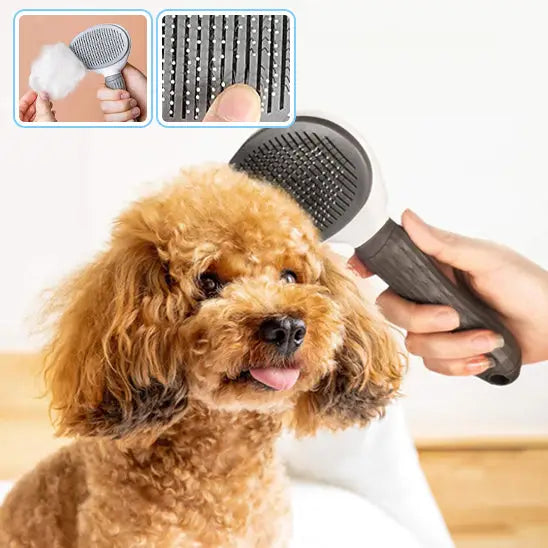 Curly-haired brown dog being groomed with a brush.