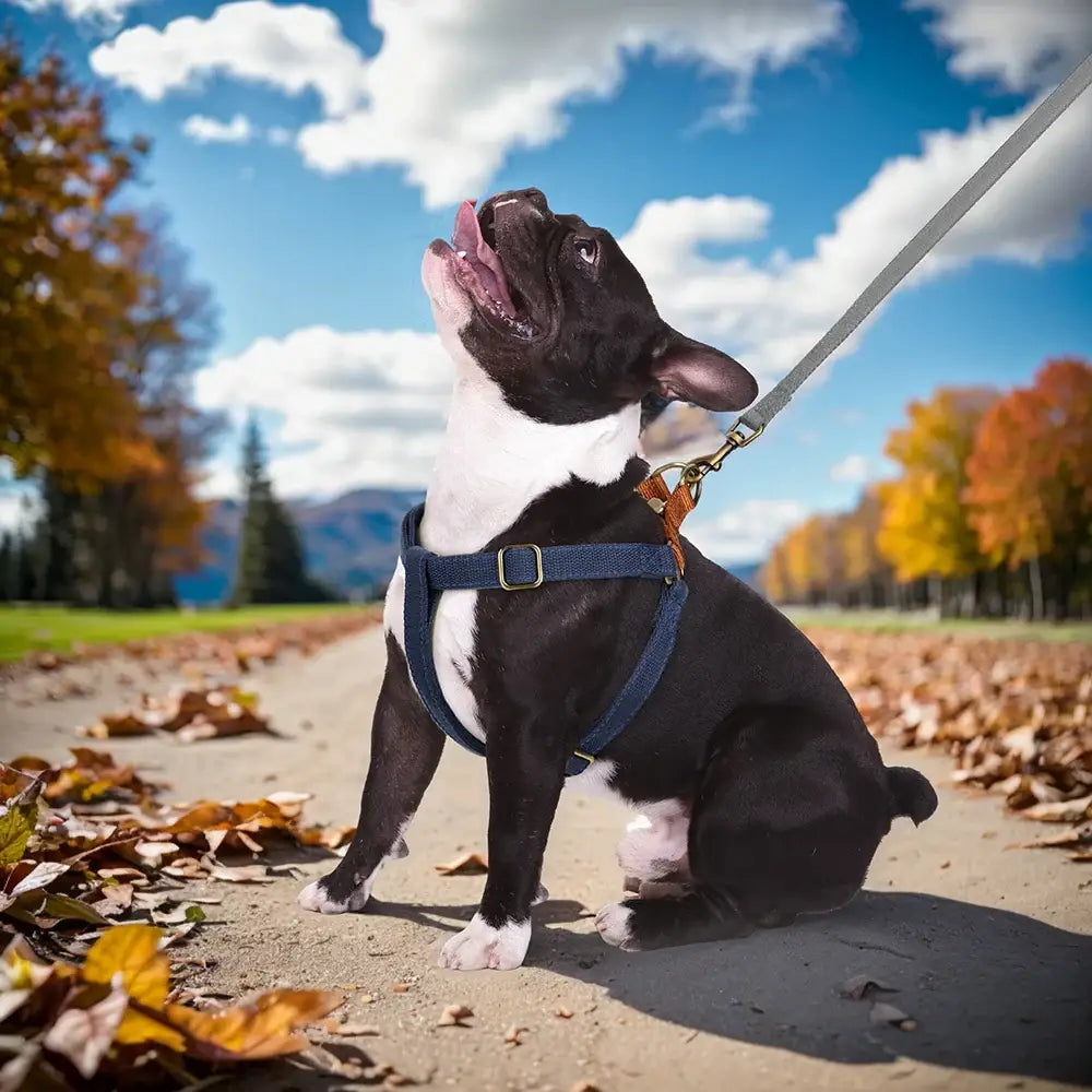 French Bulldog puppy wearing a harness and leash.