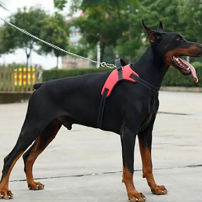 Doberman Pinscher dog wearing a pink harness and leash.