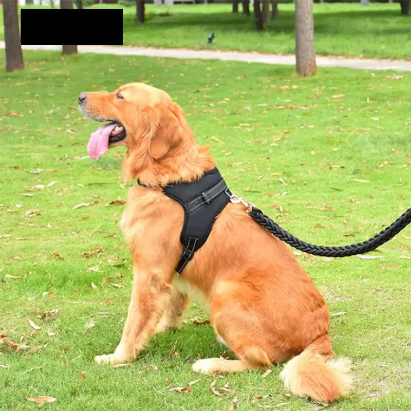 Golden Retriever dog wearing a black harness and sitting on grass.