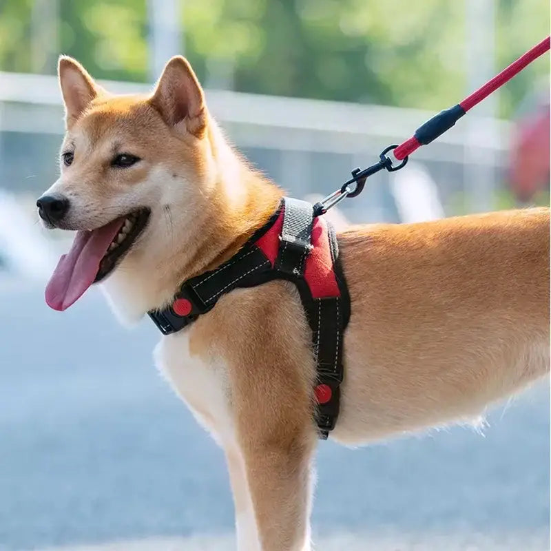 Tan Shiba Inu dog wearing a red harness and leash.