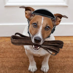 Dog Helmet With Ear Holes - Vignette | DoggyElite