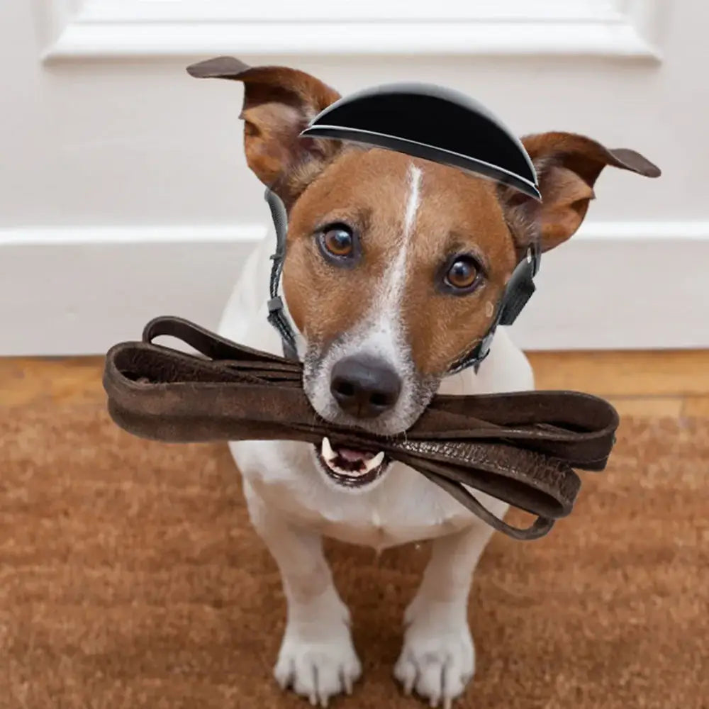 Dog wearing a helmet and holding a leash in its mouth.