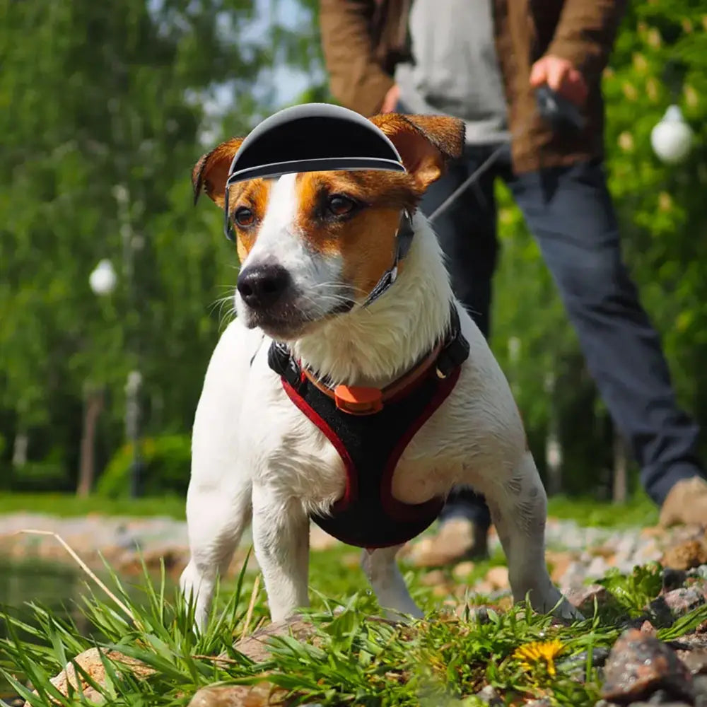 Jack Russell terrier wearing a black visor hat and harness.