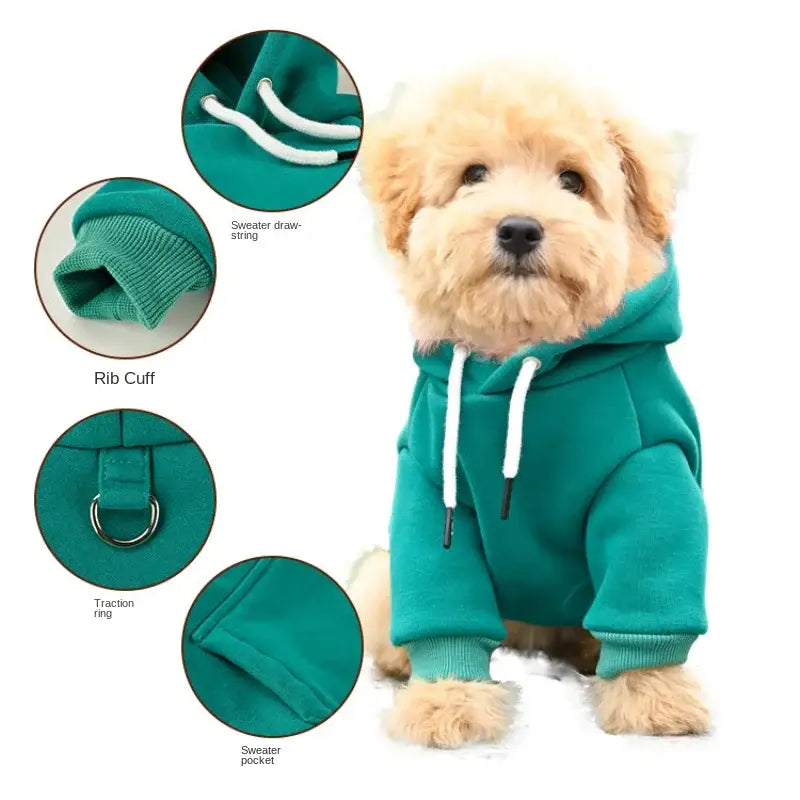 Fluffy dog wearing a bright teal hoodie.