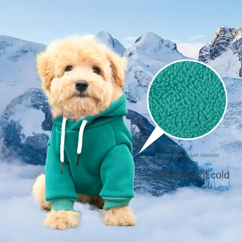 Fluffy dog wearing a teal hoodie.