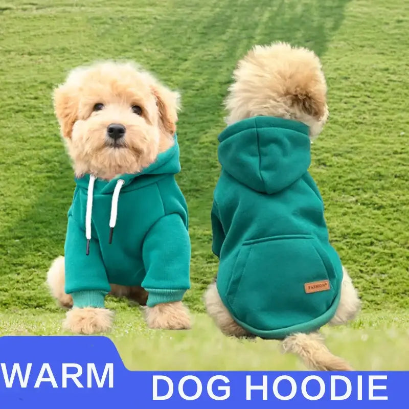 Fluffy dogs wearing teal hooded sweatshirts on grass.