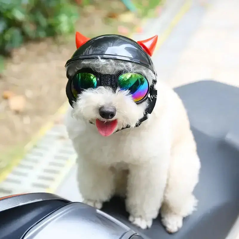 White dog wearing a black helmet with red horns and colorful reflective goggles.