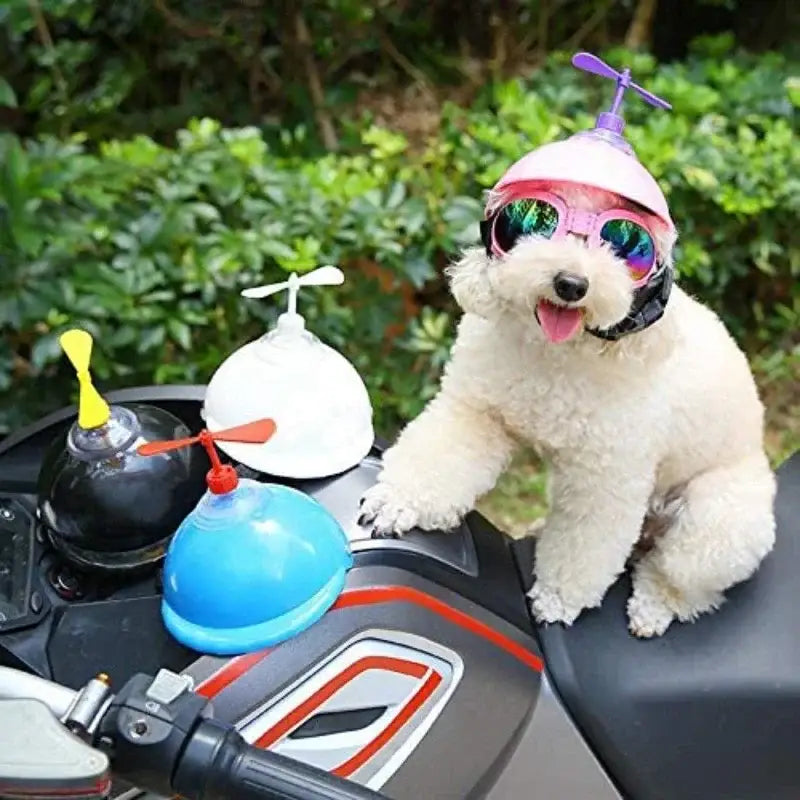 White fluffy dog wearing sunglasses and a propeller hat sitting on a motorcycle.