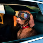 Dog Motorcycle Helmet Full Face - Vignette | DoggyElite