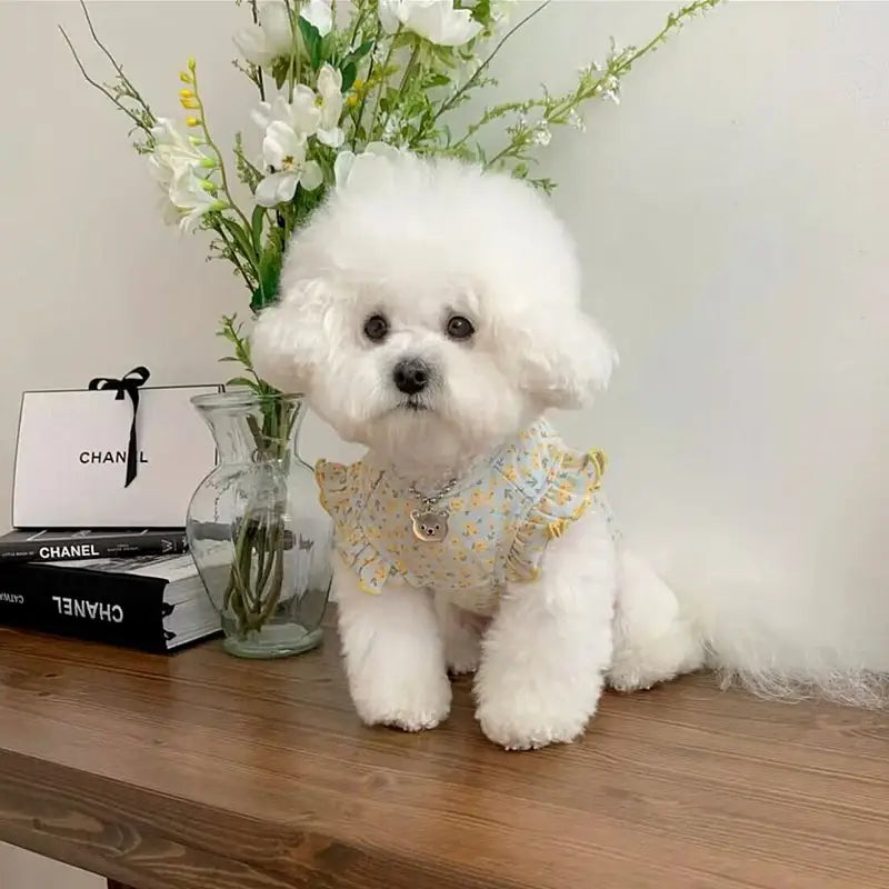 Fluffy white Bichon Frise dog wearing a decorative collar.