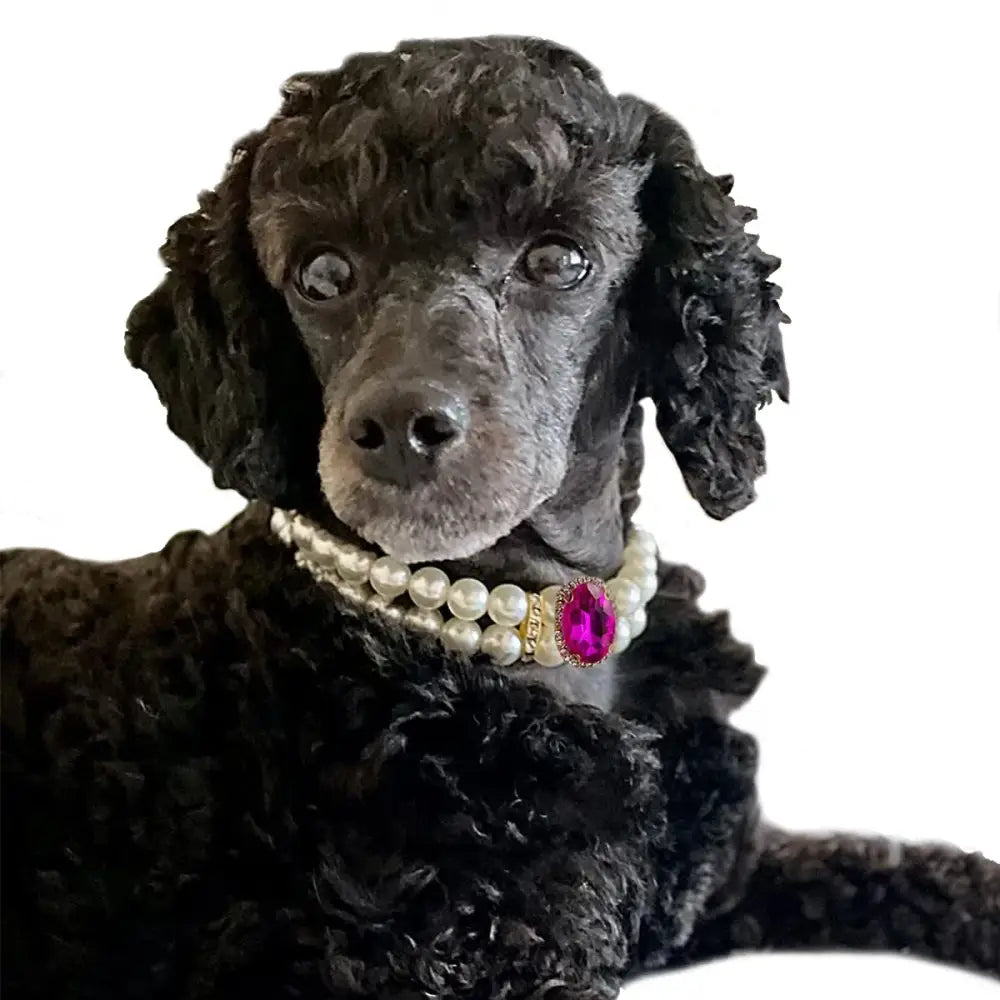 Black poodle wearing a pearl necklace with a pink gemstone.