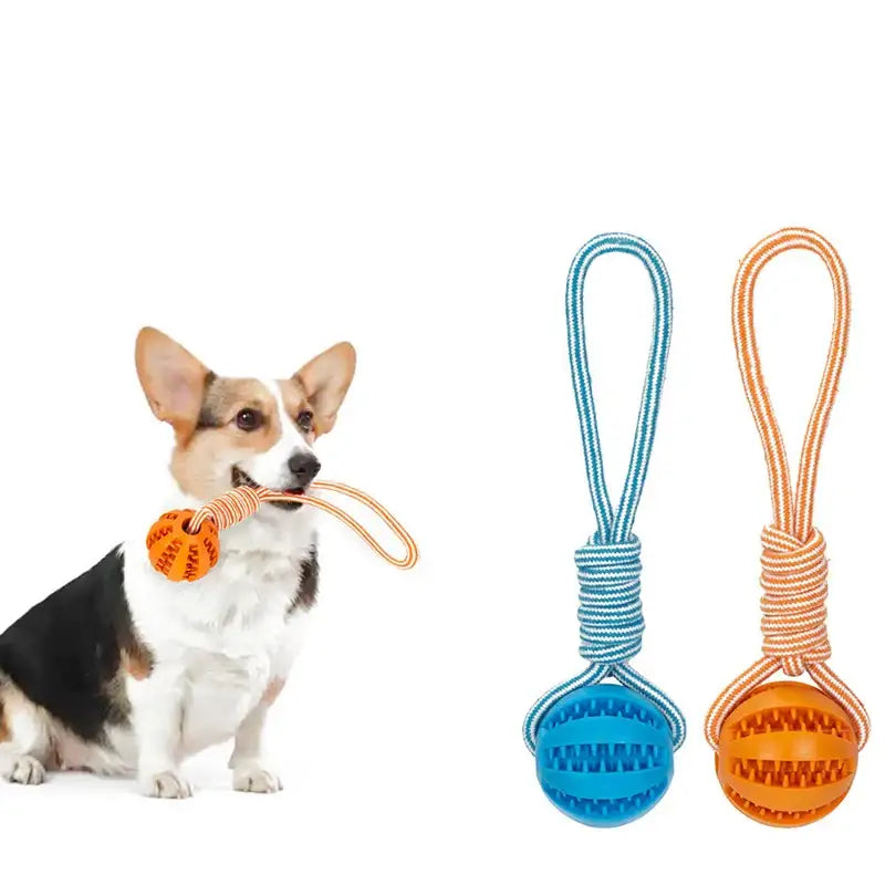 Corgi dog holding an orange ball toy in its mouth, with two additional ball toys on ropes shown beside it.