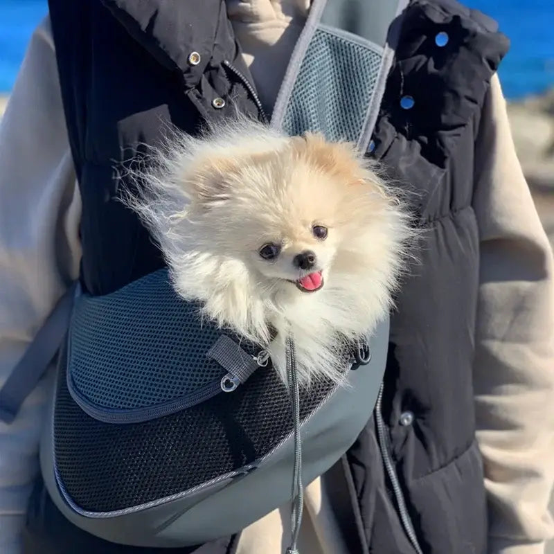 Fluffy white Pomeranian dog peeking out of a pet carrier backpack.