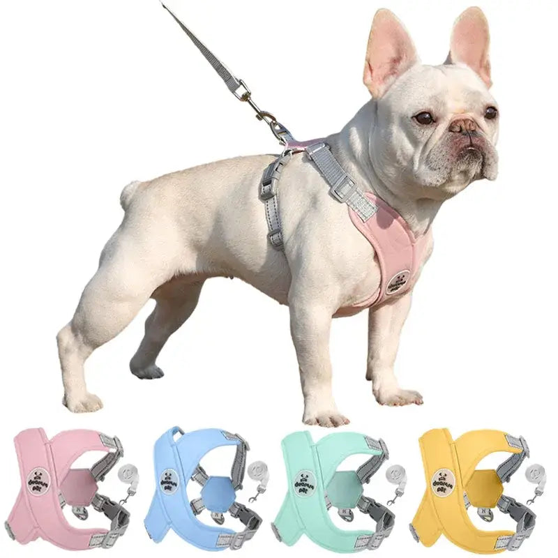 White French Bulldog wearing a pink harness and leash.