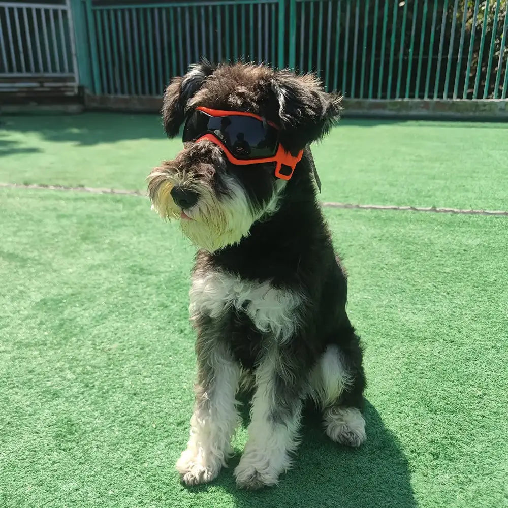 Dog wearing red and black sunglasses.