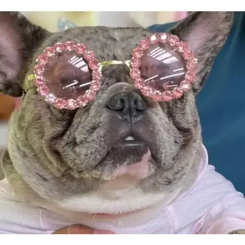 French Bulldog wearing pink, sparkly round sunglasses.