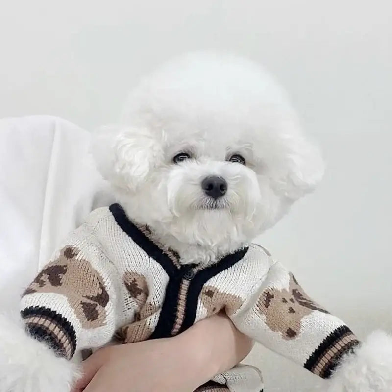 Fluffy white dog wearing a patterned sweater.