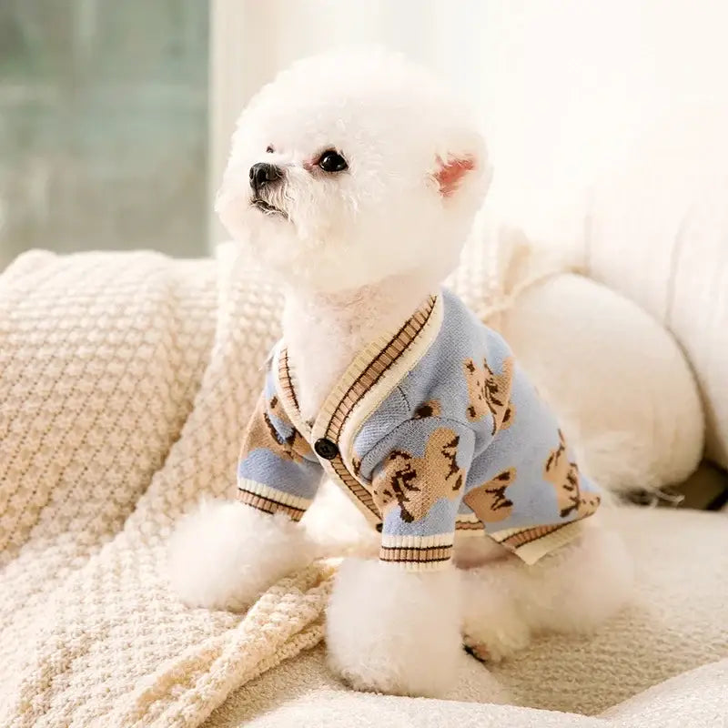 White fluffy dog wearing a light blue patterned sweater.