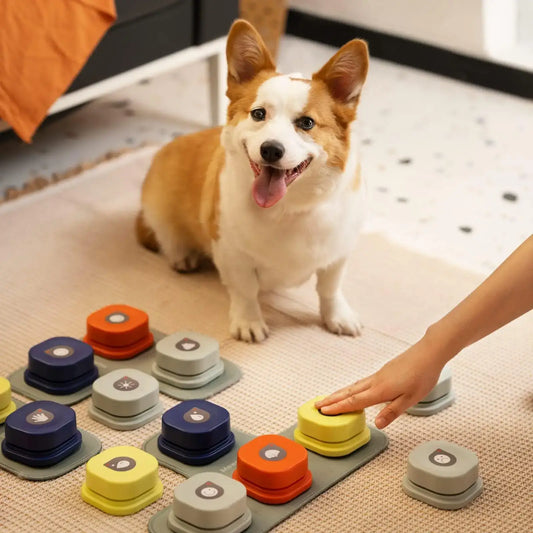 Smiling Corgi sitting next to colorful stacked discs on a carpet.