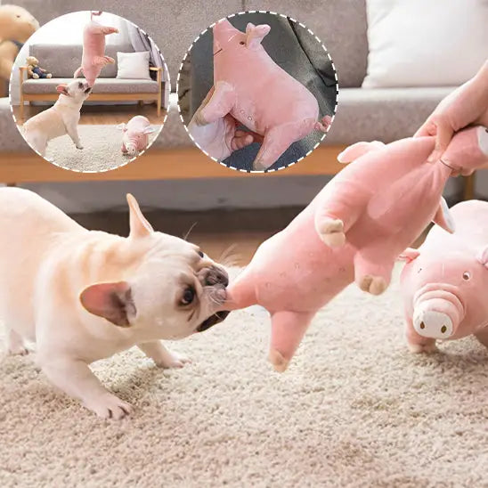 French Bulldog interacting with a pink plush pig toy.