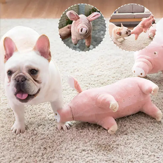 White French Bulldog sitting next to a pink plush pig toy on carpet.