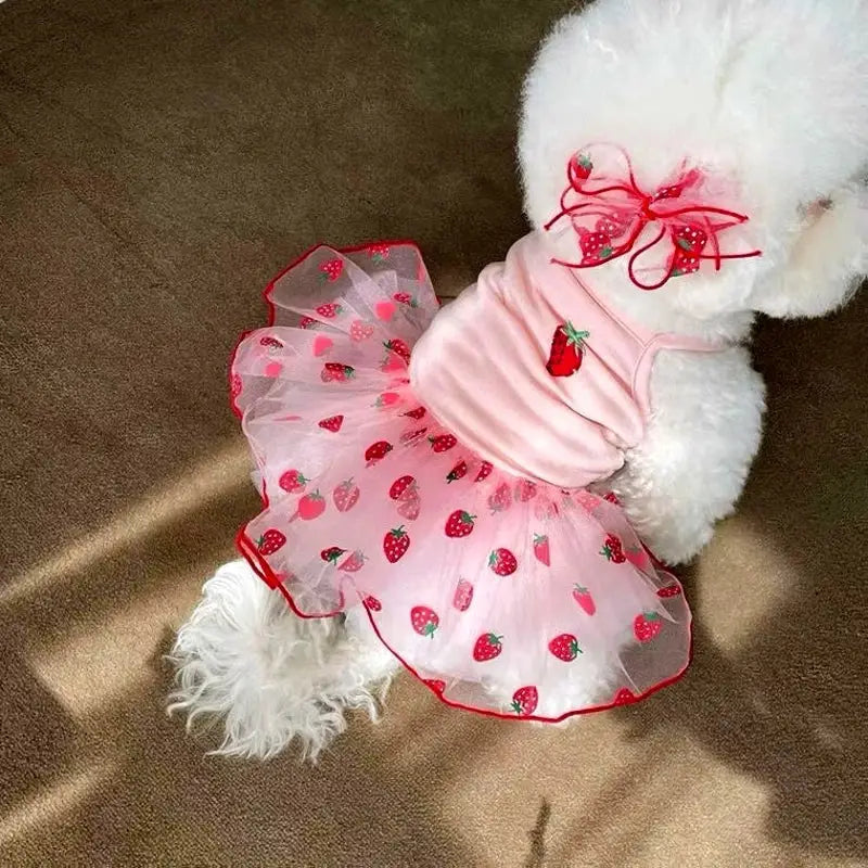 White dog wearing a pink strawberry-patterned dress and bow.