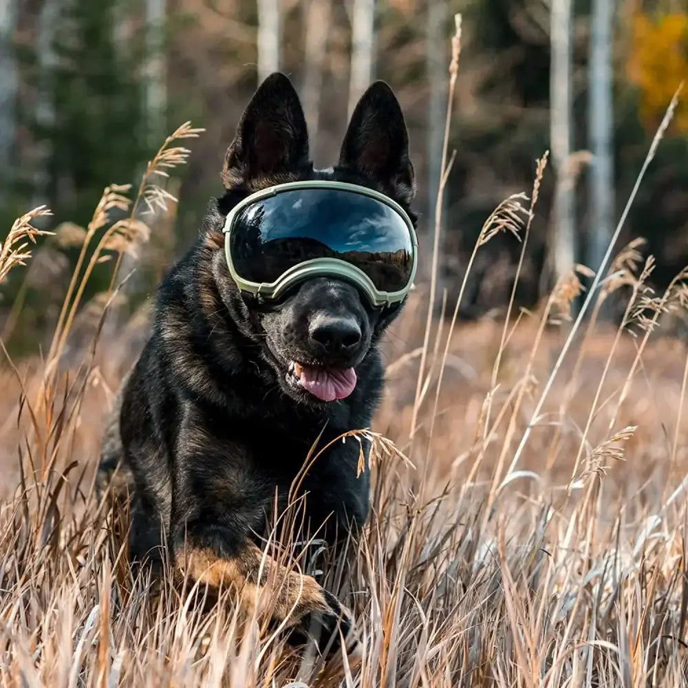 Black dog wearing ski goggles in tall grass.