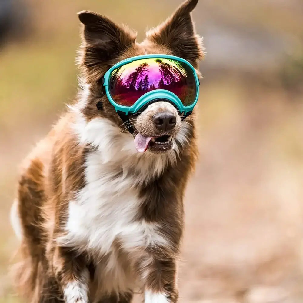 Dog wearing teal ski goggles with a purple-tinted lens.