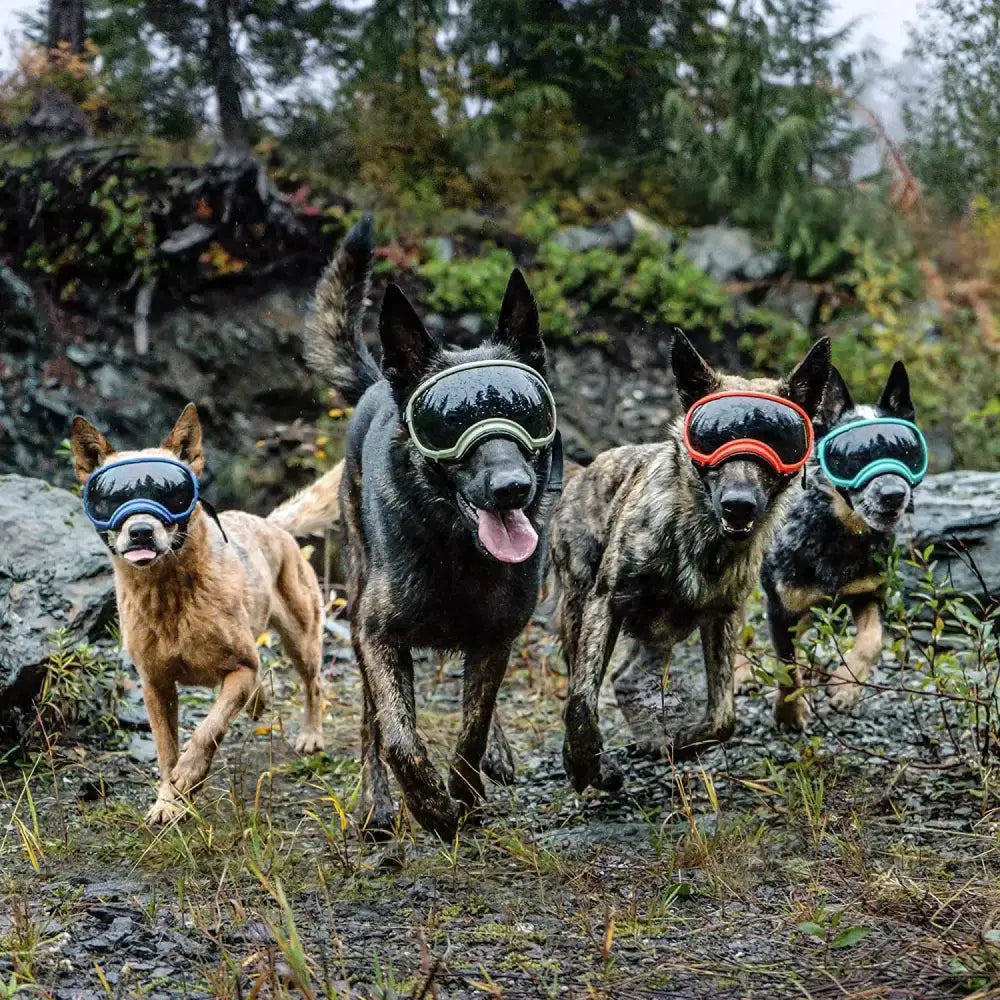 Four dogs wearing colorful protective goggles standing together outdoors.