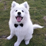 Dog Wedding Bow Tie Collar - Vignette | DoggyElite