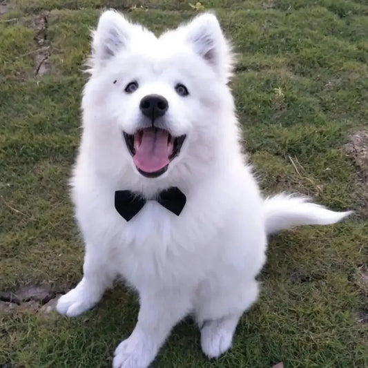 White fluffy dog wearing a black bow tie.