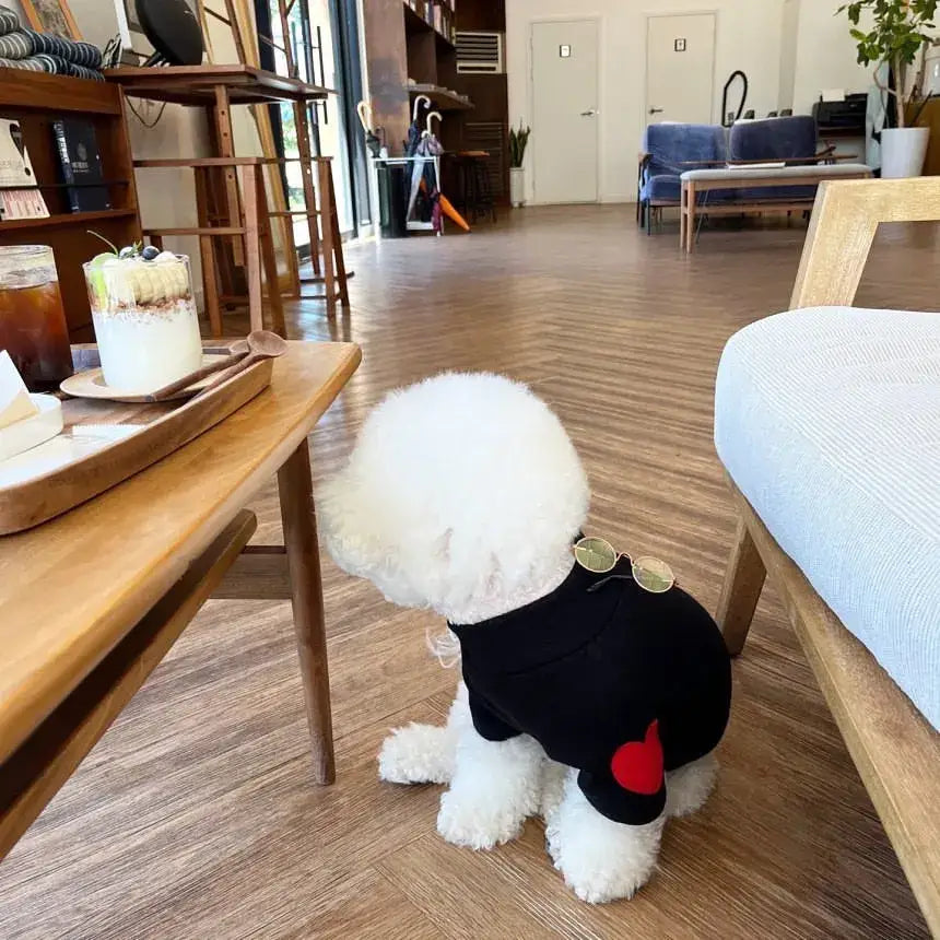 Fluffy white dog wearing a black sweater with a red heart.