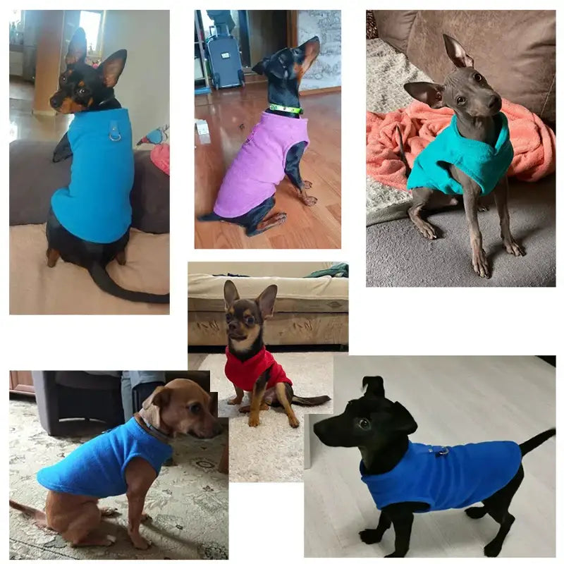 Collage of small dogs wearing colorful sweaters or shirts.