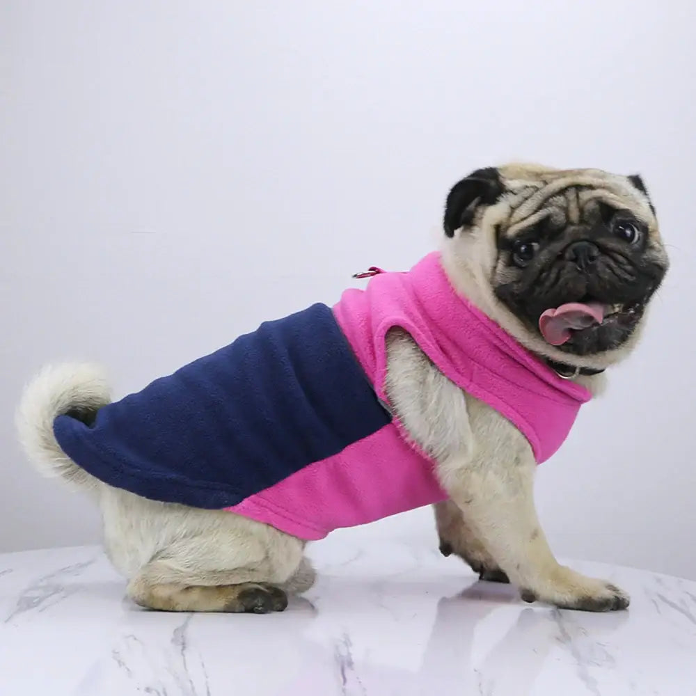 Pug dog wearing a pink and navy blue outfit.